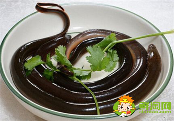 山黄鳝在山上生活么,山黄鳝和黄鳝的区别