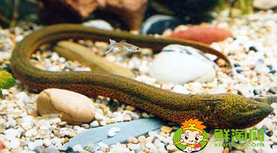 黄鳝吃什么饲料,黄鳝鱼喜欢吃什么饵料