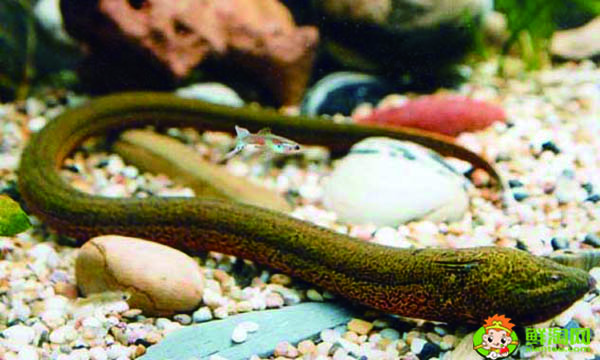 人工养殖黄鳝最佳饵料是什么,人工养殖黄鳝的时间周期是多久