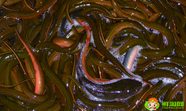 人工养殖黄鳝最佳饵料是什么,人工养殖黄鳝的时间周期是多久