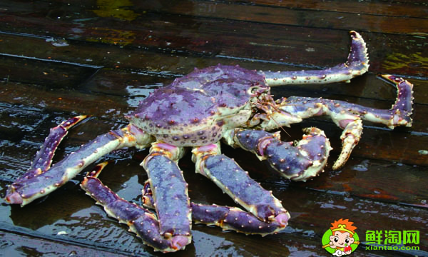 阿拉斯加帝王蟹产地,帝王蟹哪里产地最贵