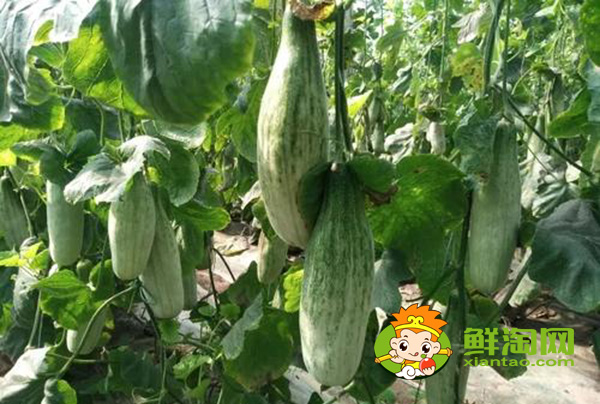 羊角蜜一年能种几次,羊角蜜什么时候种最好