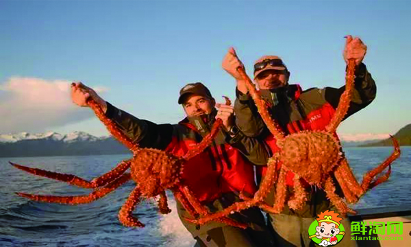 为什么帝王蟹抓到就杀,帝王蟹为什么只有6只腿