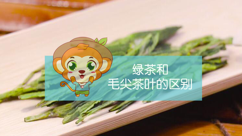 绿茶和毛尖茶叶的区别