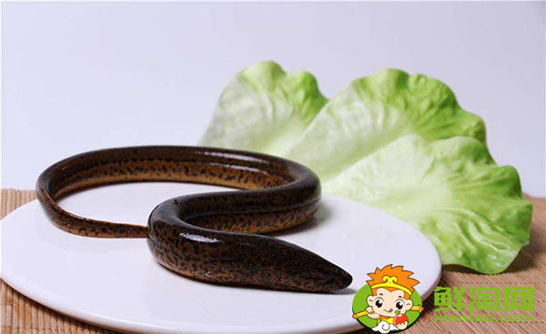 哪些地方野生黄鳝最多,山黄鳝的功效与作用