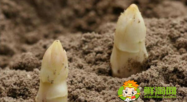 芦笋如何种植,芦笋的种植方法和时间