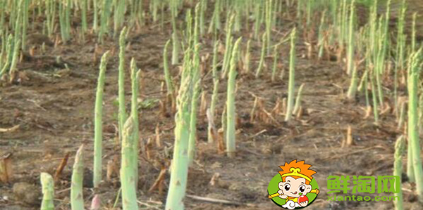 芦笋如何种植,芦笋的种植方法和时间