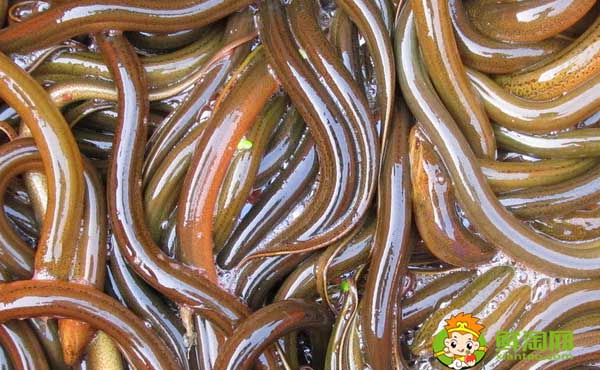 孟加拉黄鳝是野生的吗,孟加拉黄鳝生长情况