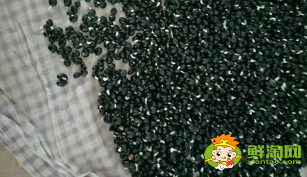 芦笋种子那里有卖,芦笋种子多少钱一斤