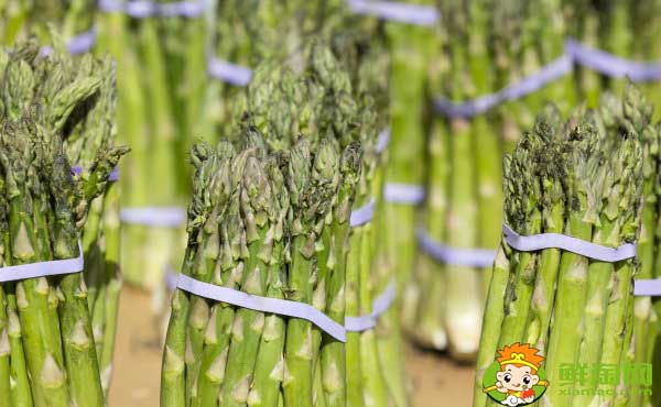 芦笋怎样才能长得更壮一点,鲜芦笋怎样晒干