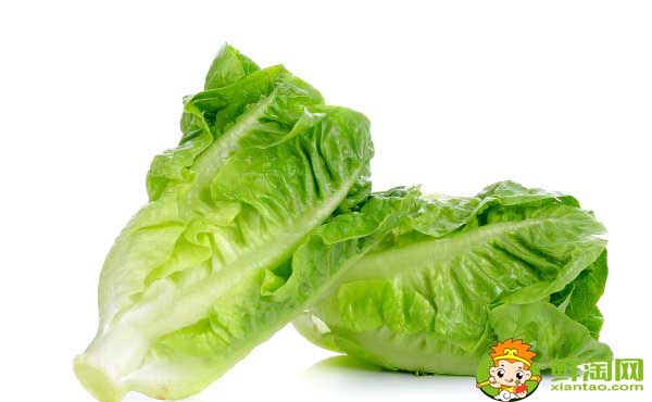 生菜怎么割还会长,生菜品种大全