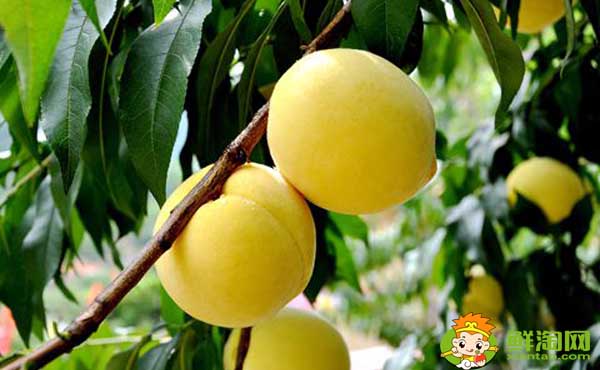 黄桃子的热量高吗,黄桃和桃子的功效与作用