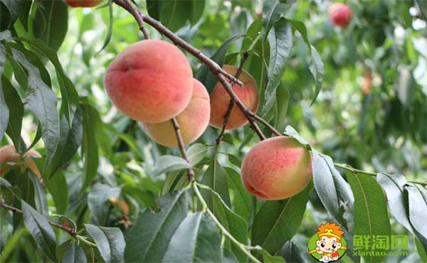 桃子是凉性还是热性,五月桃的功效与作用