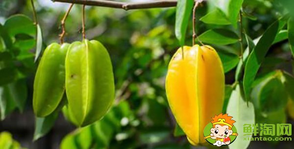 杨桃一天可以吃几个,杨桃有什么营养成分