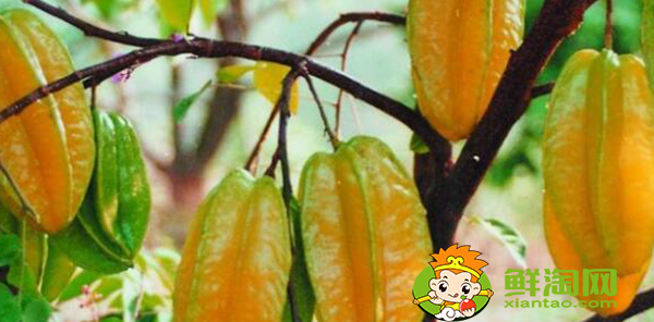 杨桃树几月开花,杨桃树代表什么