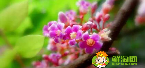 杨桃树几月开花,杨桃树代表什么