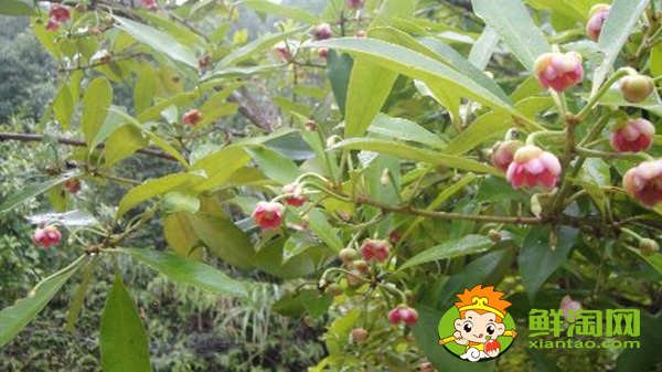 八角种植适应什么地区,八角什么时候施肥最好