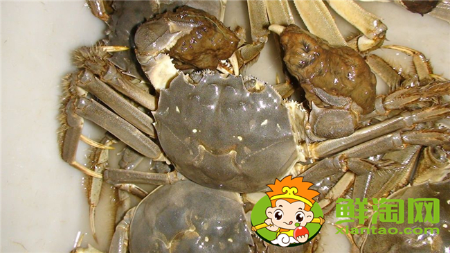 黄河口大闸蟹蒸多久,黄河口大闸蟹怎么存放