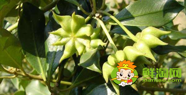 八角茴香什么时候采摘,八角茴香油怎么样