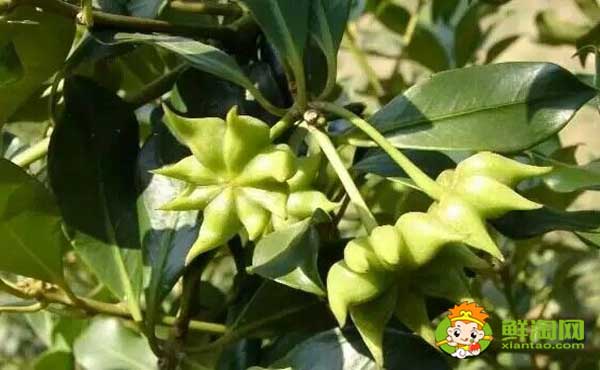 大香和八角的区别图片,八角哪里产的最好