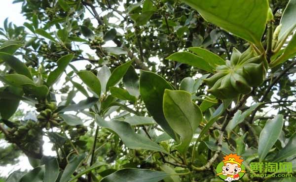 大香和八角的区别图片,八角哪里产的最好