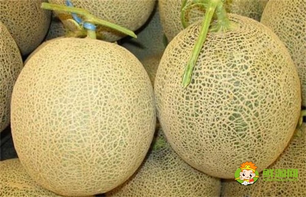 哈密瓜怎么挑皮厚皮薄,哈密瓜怎么保存