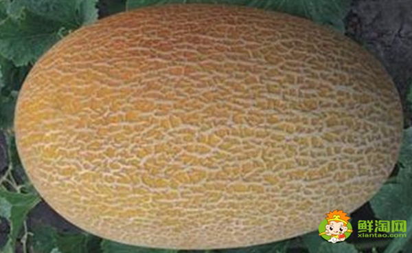 哈密瓜怎么挑皮厚皮薄,哈密瓜怎么保存