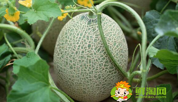 鄯善盛产什么水果,鄯善县哈密瓜产在哪个镇上