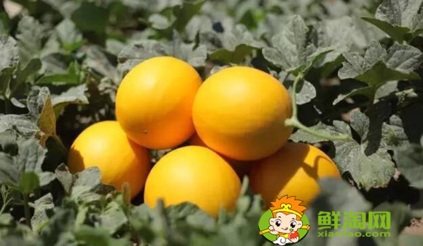 什么是沙漠瓜,沙漠蜜瓜是软的还是硬的