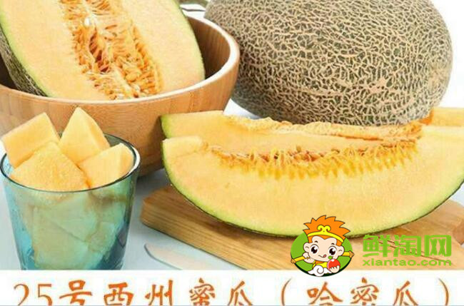哈密瓜和西周密瓜有什么区别,西州蜜瓜产地