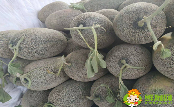 伽师瓜什么时候成熟,伽师瓜怎么挑选