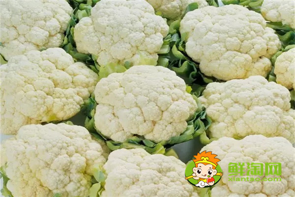 手撕包菜是卷心菜还是椰莱,椰菜和卷心菜怎么区分