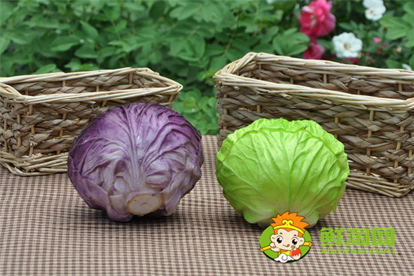 手撕包菜是甘蓝菜吗,甘蓝与洋白菜一样吗