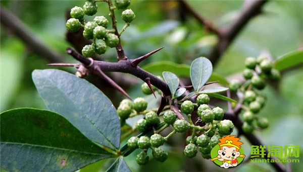 藤椒可以代替花椒吗,藤椒树和青花椒一样吗