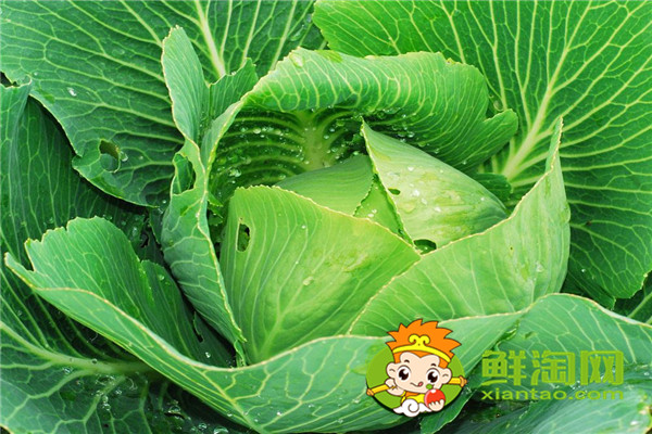 7月份可以种包菜吗,矿石镇卷心菜成熟时间