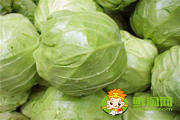 7月份可以种包菜吗,矿石镇卷心菜成熟时间