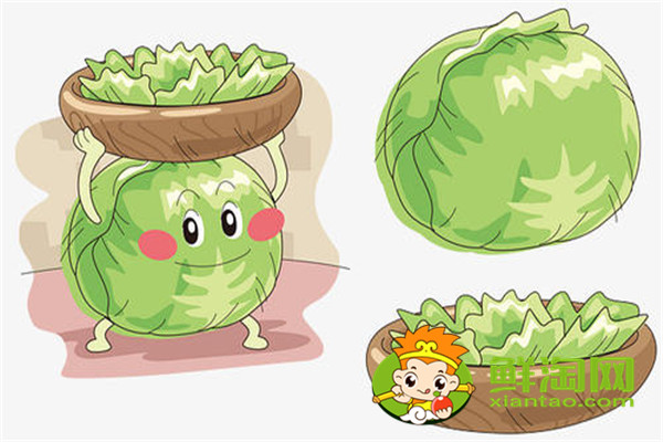 卷心菜是什么时候成熟,卷心莱多少天成熟