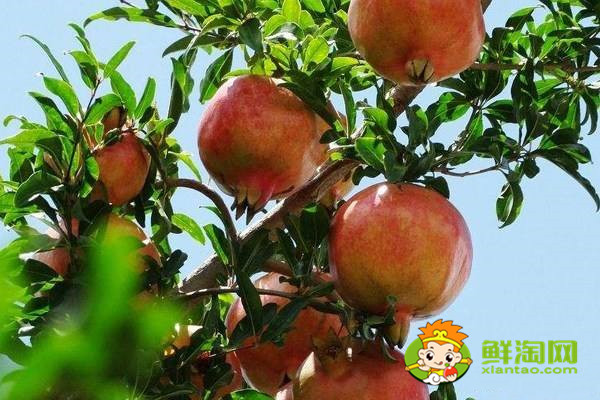 枣庄大青皮石榴的特点,大青皮甜石榴最优秀品种