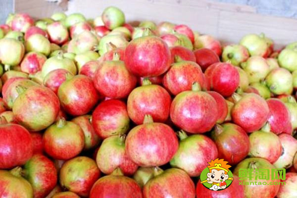 会理石榴什么时候最甜,会理石榴最早上市的品种