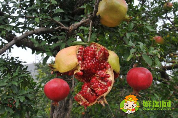 会理石榴什么时候最甜,会理石榴最早上市的品种