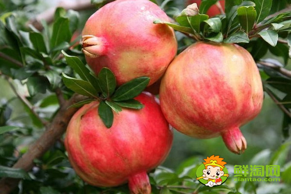 蒙自石榴会理石榴区别,蒙自石榴几月份熟