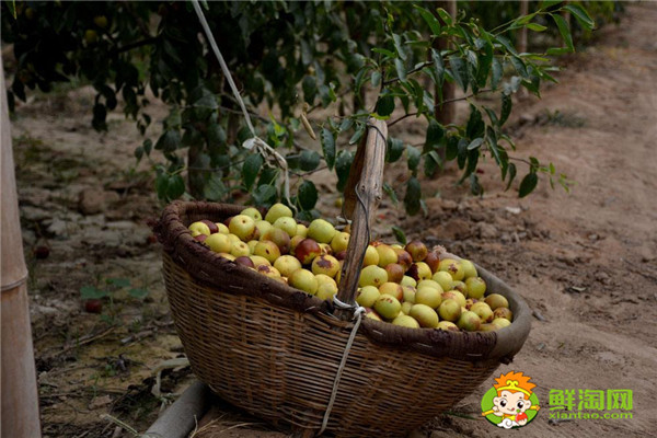 什么品种的冬枣好吃又高产?冬枣一代好吃还是二代好吃