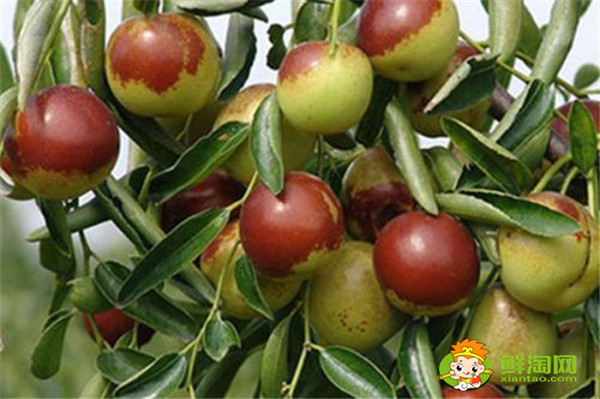 大荔冬枣好吃吗,大荔冬枣为什么这么甜