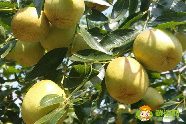 大荔冬枣好吃吗,大荔冬枣为什么这么甜