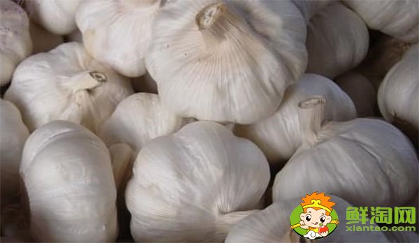 金乡大蒜最新价格,一九年下半年大蒜行情