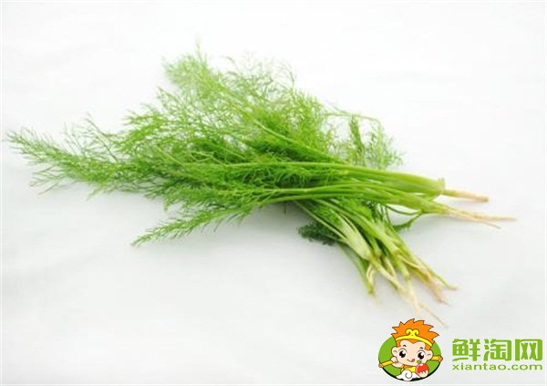 茴香菜可以晒干吗,茴香为什么晚上不能吃