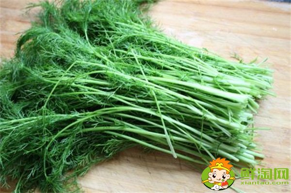 茴香菜长什么样,茴香有几种叫法