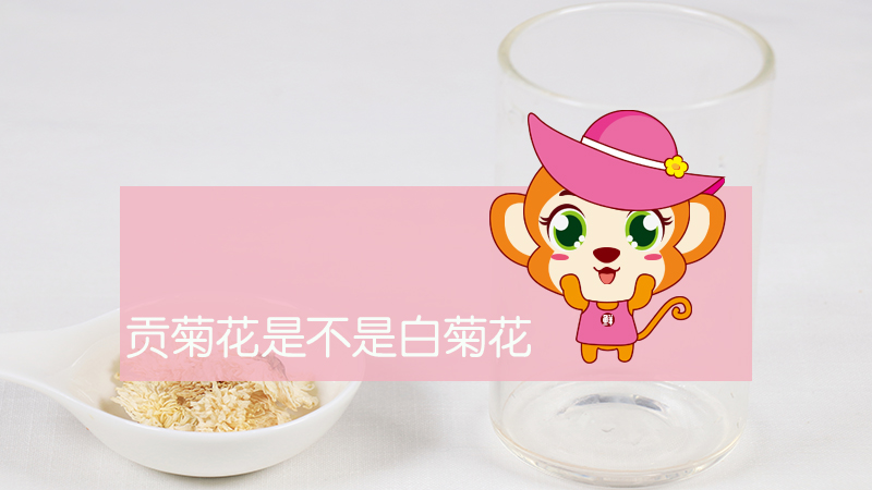 贡菊花是不是白菊花