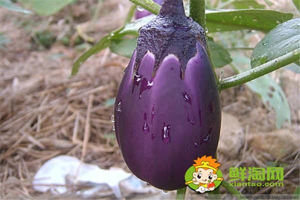 茄子把煮水能治咳嗽吗,茄子除了烹饪还能治病真神奇