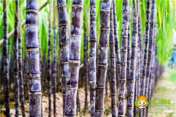 黑皮甘蔗吃了会胖吗,不仅不会胖,适当吃还可以减肥